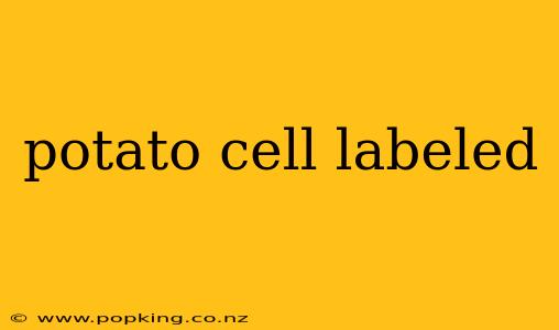 potato cell labeled