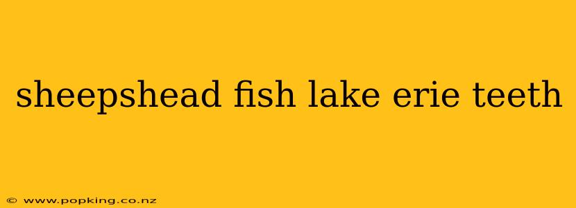 sheepshead fish lake erie teeth