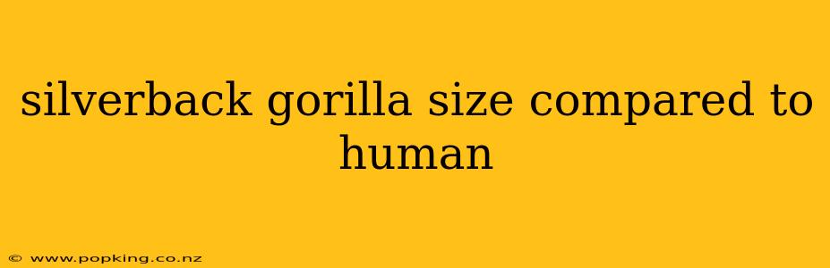 silverback gorilla size compared to human