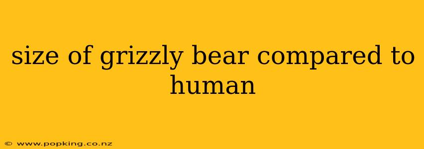size of grizzly bear compared to human