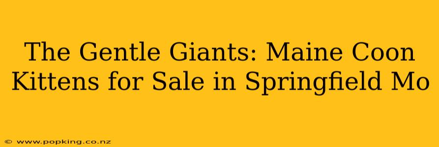 The Gentle Giants: Maine Coon Kittens for Sale in Springfield Mo