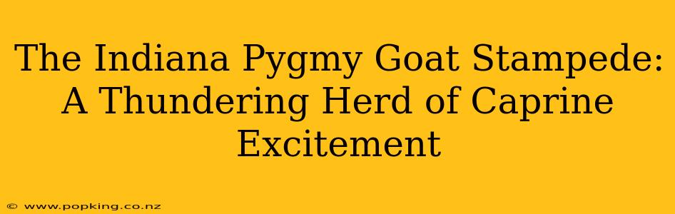 The Indiana Pygmy Goat Stampede: A Thundering Herd of Caprine Excitement