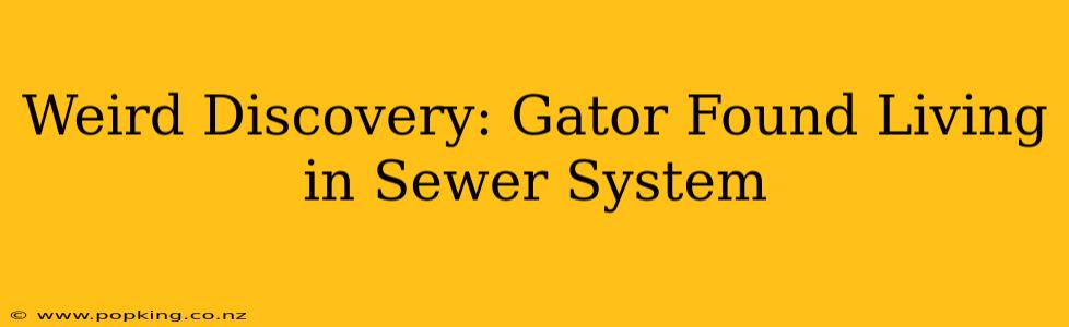 Weird Discovery: Gator Found Living in Sewer System