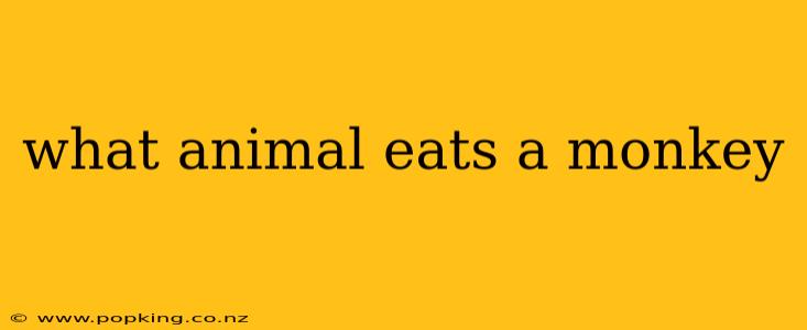 what animal eats a monkey