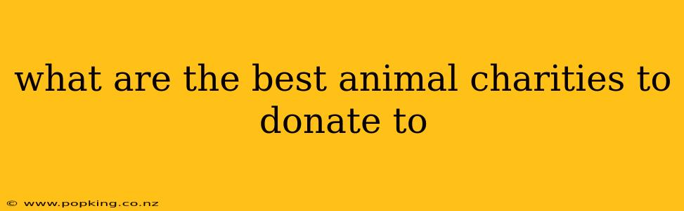 what are the best animal charities to donate to