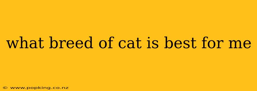 what breed of cat is best for me