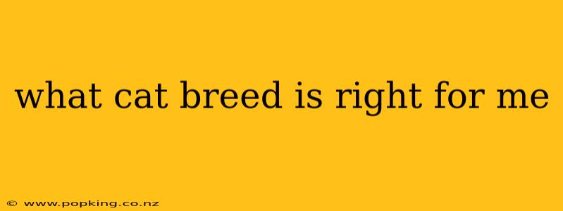 what cat breed is right for me