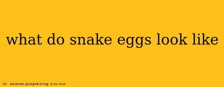what do snake eggs look like