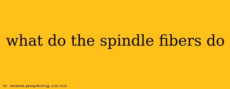 what do the spindle fibers do