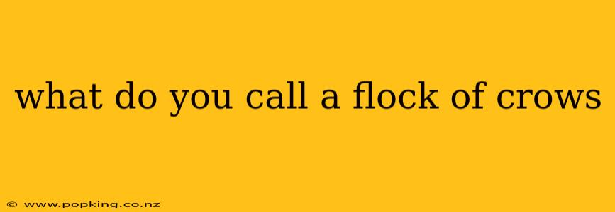 what do you call a flock of crows