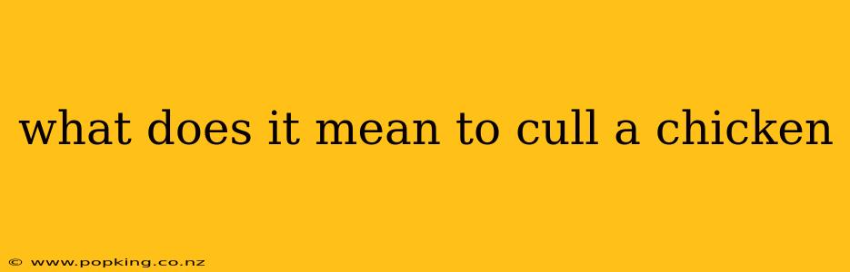 what does it mean to cull a chicken