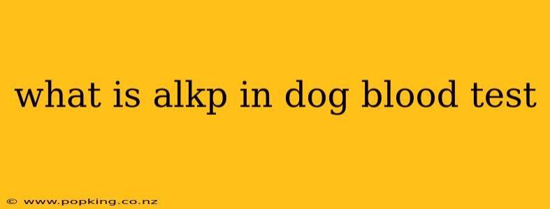 what is alkp in dog blood test
