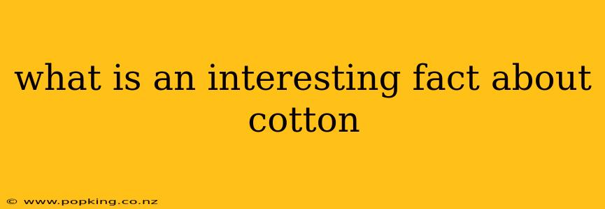 what is an interesting fact about cotton