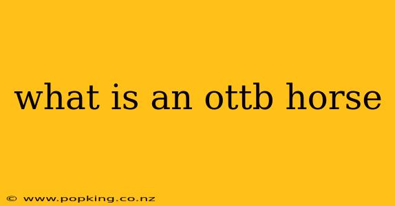 what is an ottb horse