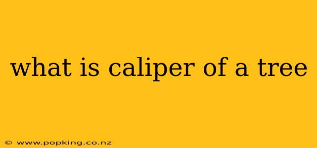 what is caliper of a tree