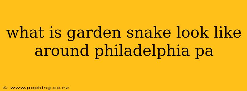what is garden snake look like around philadelphia pa