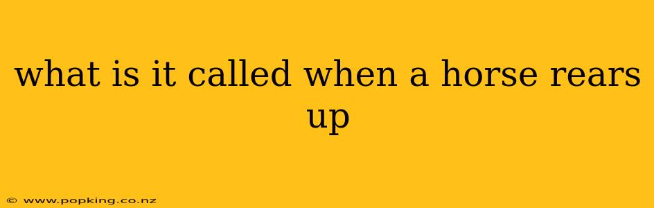 what is it called when a horse rears up