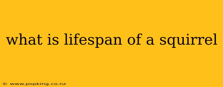 what is lifespan of a squirrel