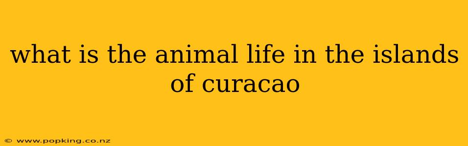 what is the animal life in the islands of curacao