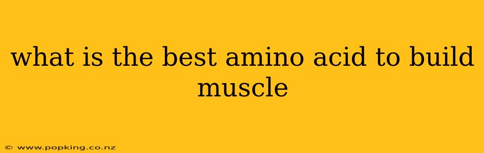 what is the best amino acid to build muscle