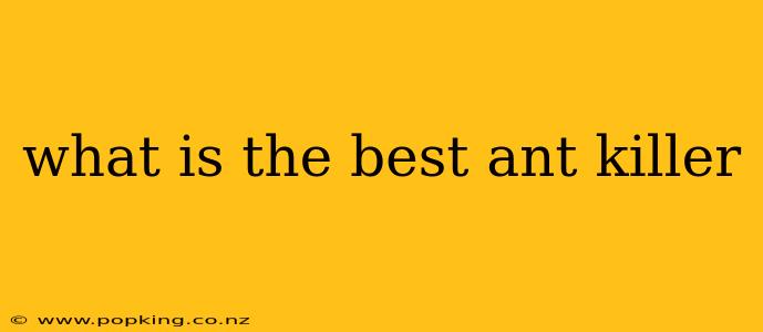 what is the best ant killer