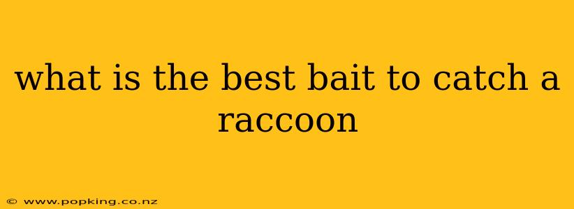 what is the best bait to catch a raccoon