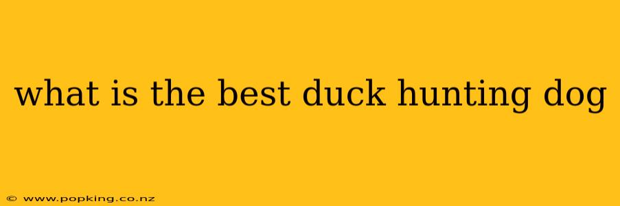 what is the best duck hunting dog