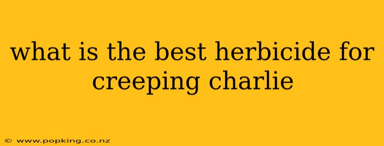 what is the best herbicide for creeping charlie