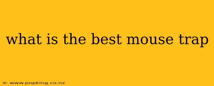 what is the best mouse trap
