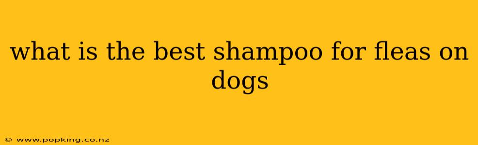 what is the best shampoo for fleas on dogs