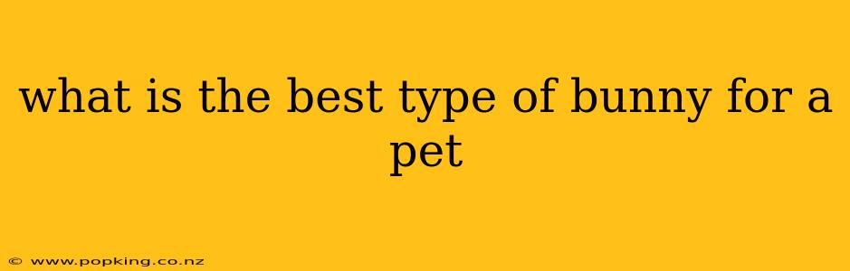 what is the best type of bunny for a pet