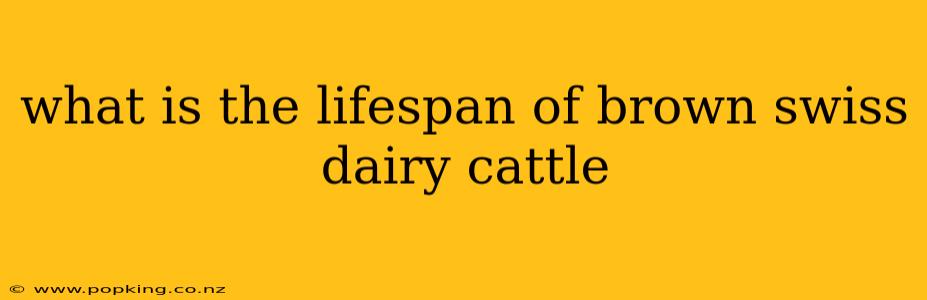 what is the lifespan of brown swiss dairy cattle