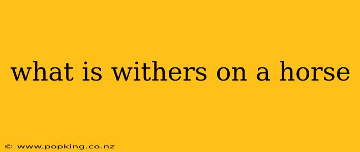 what is withers on a horse
