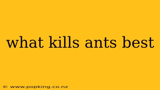 what kills ants best