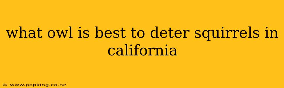 what owl is best to deter squirrels in california