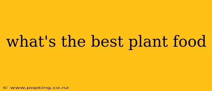 what's the best plant food
