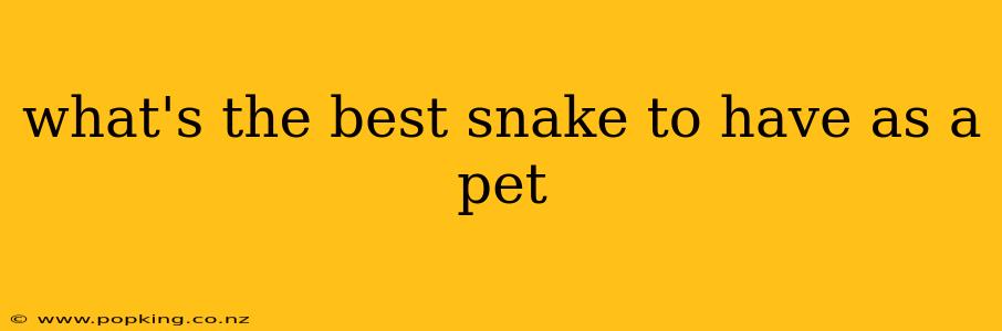 what's the best snake to have as a pet