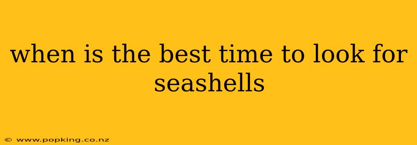 when is the best time to look for seashells