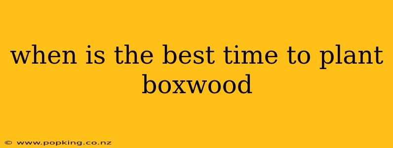 when is the best time to plant boxwood