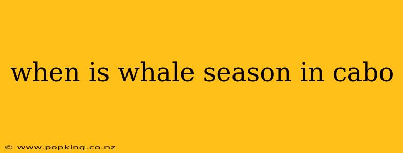 when is whale season in cabo