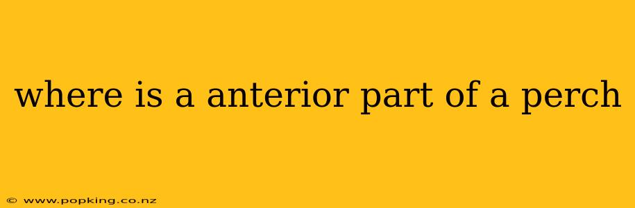 where is a anterior part of a perch