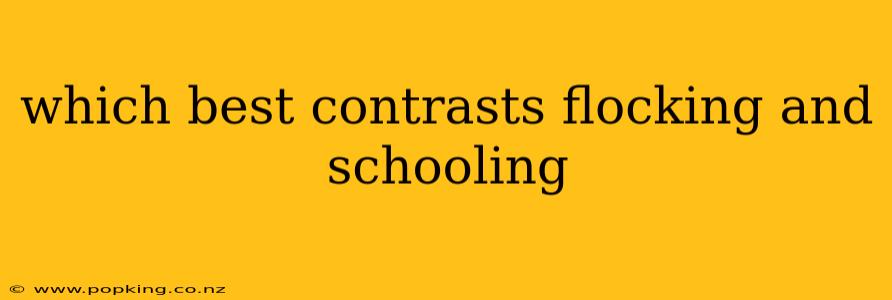 which best contrasts flocking and schooling
