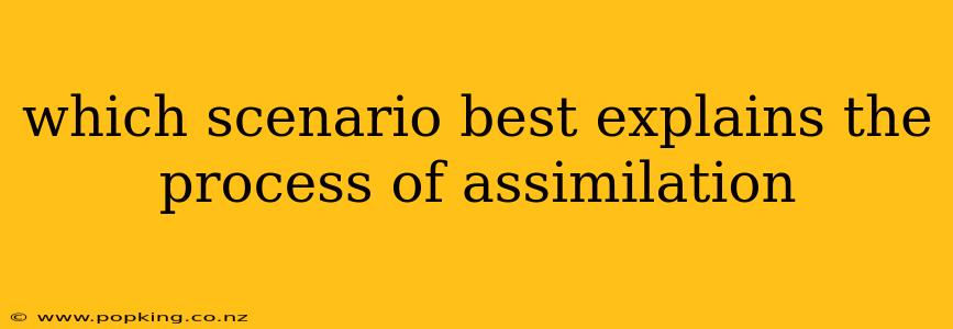 which scenario best explains the process of assimilation