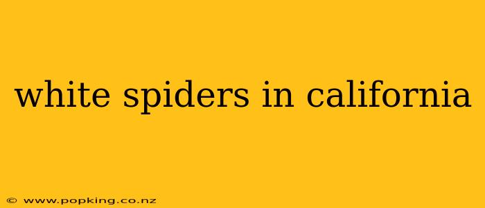 white spiders in california