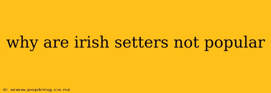 why are irish setters not popular
