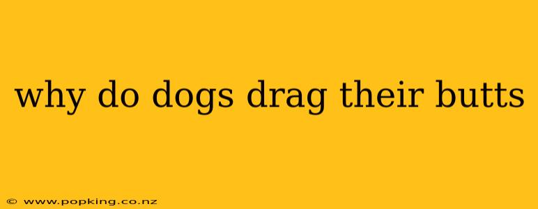 why do dogs drag their butts