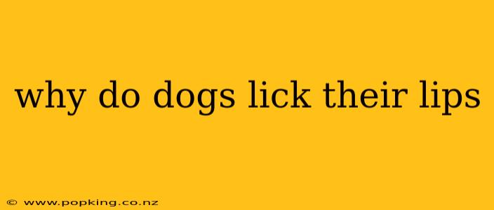 why do dogs lick their lips