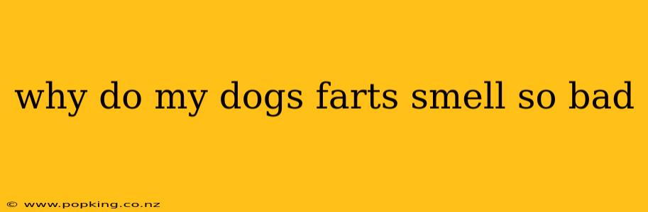 why do my dogs farts smell so bad