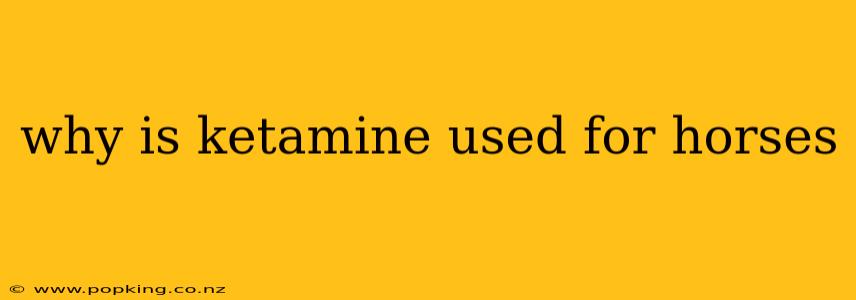 why is ketamine used for horses