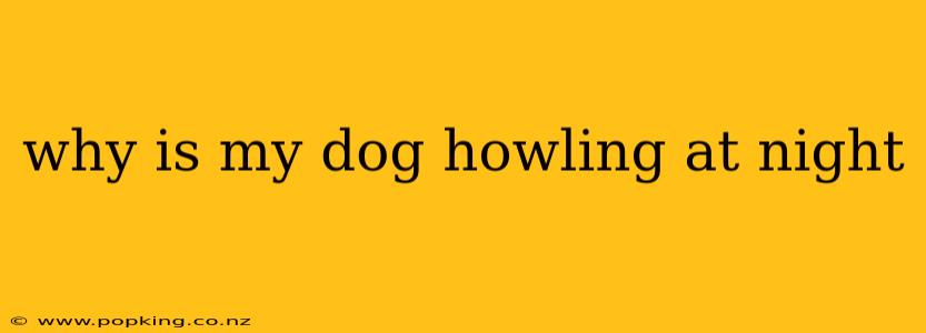 why is my dog howling at night